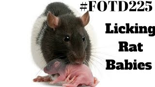 FOTD226 Licking Rat Babies [upl. by Ahael610]