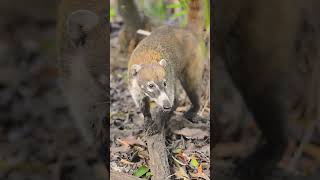 MindBlowing Coati Facts You Didnt Know🐾🐾🐾coati fascinatingwildlife animalfactswildlifenature [upl. by Diandra]