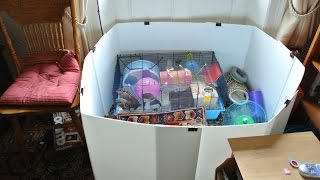 How to make an easy Hamster Playpen [upl. by Ellehcen269]