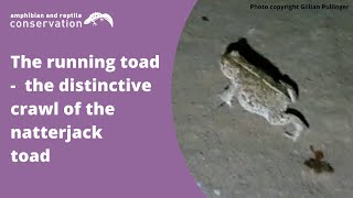 The running toad  natterjack toad crawling [upl. by Ahsiad]