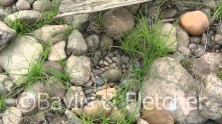 Small Pratincole Mekong River Cambodia 20130326100837m2ts [upl. by Einnim]