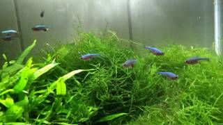 Manjas Sundadanio axelrodi blue  Rasbora axelrodi blue [upl. by Eeraj]