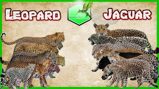 Leopard vs Jaguar Comparison Size LİVİNG EXTİNCT [upl. by Erminna]