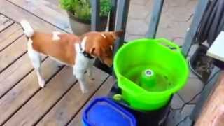 Automatic Dog Ball Launcher Machine I GoDogGo and Turbo play fetch [upl. by Yslek]