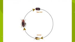 Life Cycle Of a Cockroach [upl. by Alisen]