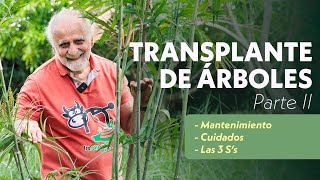 CÓMO TRANSPLANTAR ÁRBOLES Pt 2 Las 3 Ss y Mantenimiento 🌳🌴  Jairo Restrepo [upl. by Melinde]