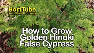 How to grow Golden Hinoki False Cypress  Home Landscape Planting [upl. by Zeeba]