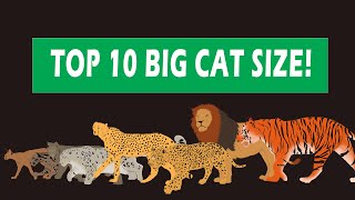 Big Cats Size Comparison [upl. by Abehsile]