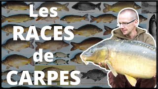 Les différentes RACES de CARPES [upl. by Deeraf798]