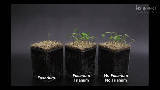 Trichoderma harzianum T22 combats Fusarium in tomato – Koppert [upl. by Ennaegroeg]