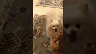 dogs barking sounds funny moments female pomeranian bark [upl. by Edobalo]