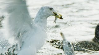 Seagulls and Guillemots Working Together to Fish  BBC Earth [upl. by Menedez]