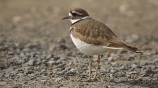 Killdeer Song and Chatter [upl. by Caputo]