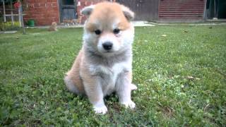 Akita Inu puppy [upl. by Aniuqahs583]