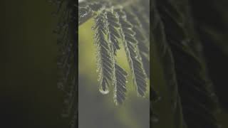 Macro lens photography amp nature videography 😍trending youtubeshorts shortfeed photography [upl. by Tnerual770]