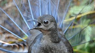 Lyrebird Mimicking Chainsaws Cameras Cars and Even People [upl. by Bohman]