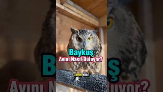 Baykuşların Karanlıkta Avlanma Yetenekleri ve Doğada Hayatta Kalma Stratejileri 🦉 [upl. by Zahara]