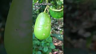 Visit Spice Garden Thekkady [upl. by Atinuahs]