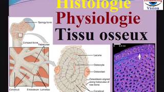 Histologie Physiologie du Tissu osseux cours dhistologie [upl. by Setarcos120]