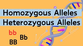 Homozygous vs Heterozygous [upl. by Winni]