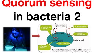 Quorum sensing in bacteria 2 [upl. by Tri]