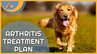 Treating Arthritis in Dogs  a plan to keep them pain free [upl. by Maletta588]