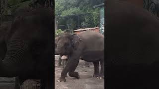 Lembang Park Zoo Kampung Gajah [upl. by Niarb]