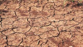 HD Dry Cracked Farmland Drought Royalty Free [upl. by Aidekal266]