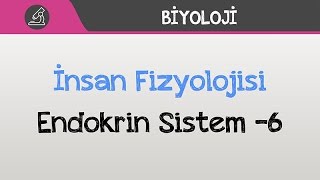 İnsan Fizyolojisi  Endokrin Sistem 6 [upl. by Adelheid]