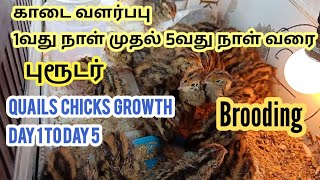 காடை வளர்ப்பு  Quail chicks 1 Day to 5 Day [upl. by Dreher974]