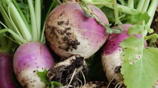 8 Amazing Turnips Benefits [upl. by Edivad]