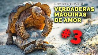 NATURALEZA CALIENTE 🔥 así HACEN EL AMOR estos animales elefantes tortugas monos narigudos [upl. by Siugram]