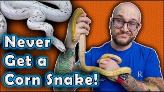 I REFUSE To Get A Corn Snake and YOU Shouldnt Either Heres Why [upl. by Kaela]