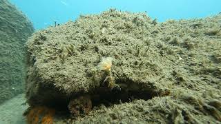 Nel mare Ligure di Albissola Marina Protula o Verme dal ciuffo Bianco Tube worm [upl. by O'Shee580]