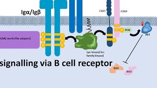 B cell receptor and signalling mechanism [upl. by Odnalro660]