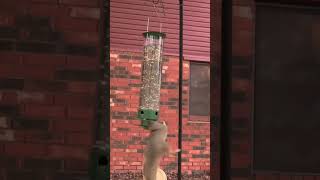 SquirrelProof Bird Feeder [upl. by Marie-Jeanne925]