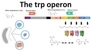 trp operon [upl. by Tnecnev]