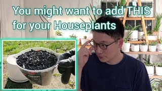 How to use Horticultural Charcoal for Houseplants [upl. by Asel]