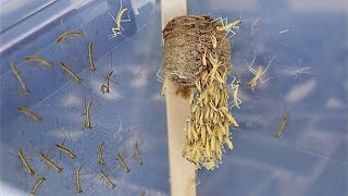 Praying Mantis Hatching Timelapse [upl. by Ulysses250]