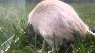 How to take gerbils outside [upl. by Banna]