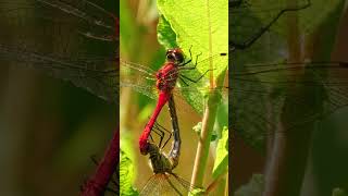 Ruddy Darter dragonflies mating [upl. by Alfeus68]