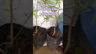 Tea Tree Plant Available  9751194215 [upl. by Adnir166]