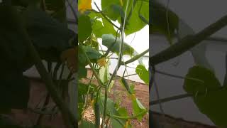 farming polyhousefarm garden trendingvideo vegetables viralshort newsong [upl. by Eilsehc]