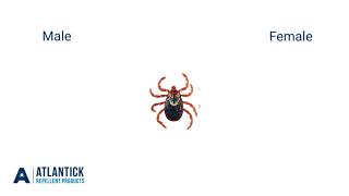 Tick Identification [upl. by Anagnos]