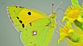 The Clouded Yellow Colias croceus [upl. by Betta]