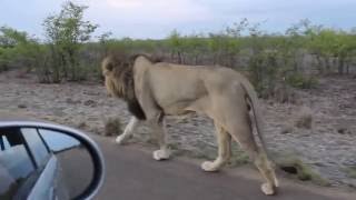 The king of the Jungle  Do not tease Asiatic Lion  Sasan Gir [upl. by Assirem629]