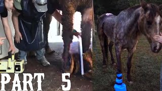 Part 5  Up and Moving Long Hooves Rehab Thaddeus the Horse [upl. by Ellives777]