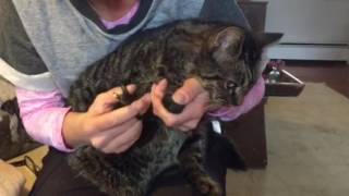 Declawing cats What it is why I am opposed to it and how much it costs [upl. by Attennyl815]