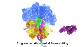 Programmed ribosomal 1 frameshifting [upl. by Naillij253]