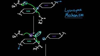 Lysozyme Mechanism [upl. by Bakki]